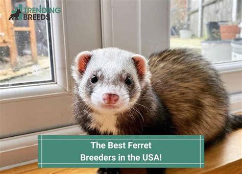 Many of us, of course, believe in this slogan until we learn that the truth No may not be as idealistic as they want us to believe. . Ferret breeders usa